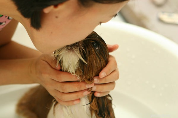 Beste hondenshampoo:shampoos voor alle huidtypes