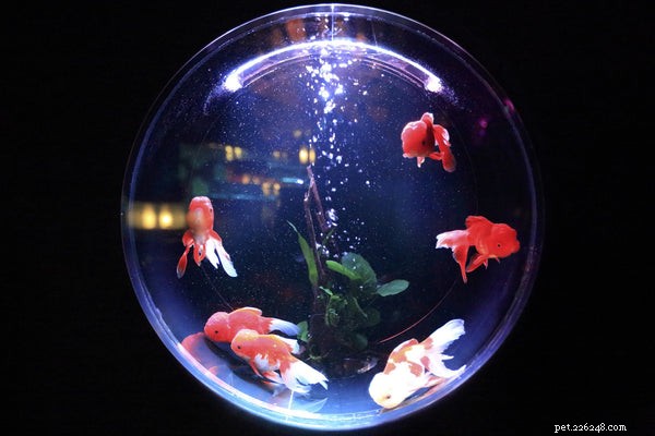 Sladkovodní akvárium:Tipy pro péči