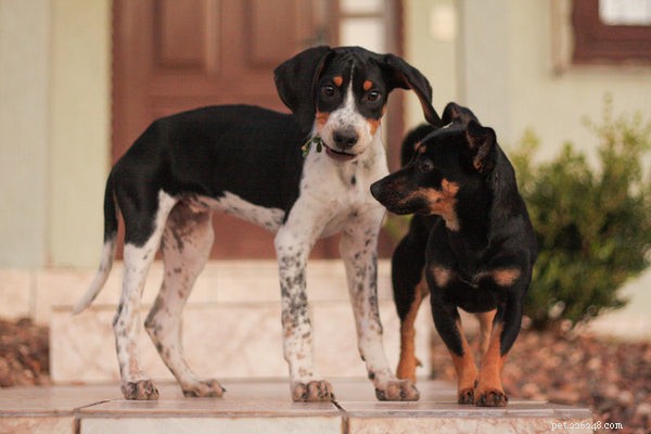 Американский фоксхаунд:узнайте эту прекрасную породу собак