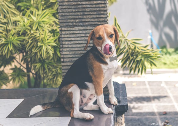 아메리칸 폭스하운드:이 아름다운 개 품종 알아보기