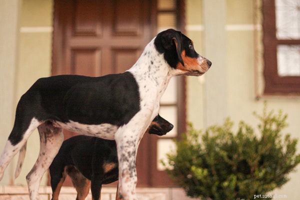 Американский фоксхаунд:узнайте эту прекрасную породу собак