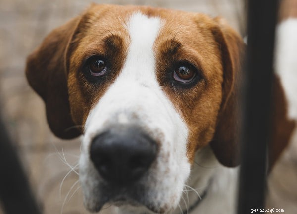 Americký foxhound:Poznejte toto krásné plemeno psa