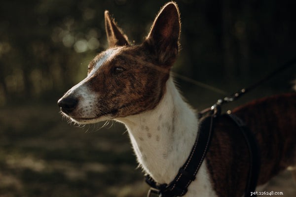 Temperament van een Basenji-hond:wat hondenliefhebbers moeten weten