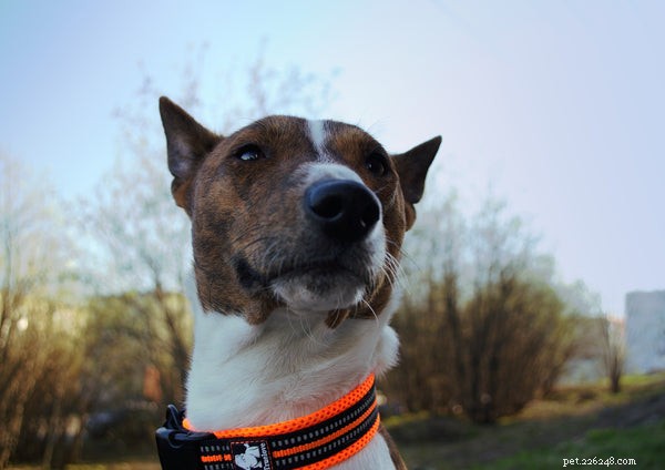 Temperament av en Basenji-hund:Vad hundälskare bör veta