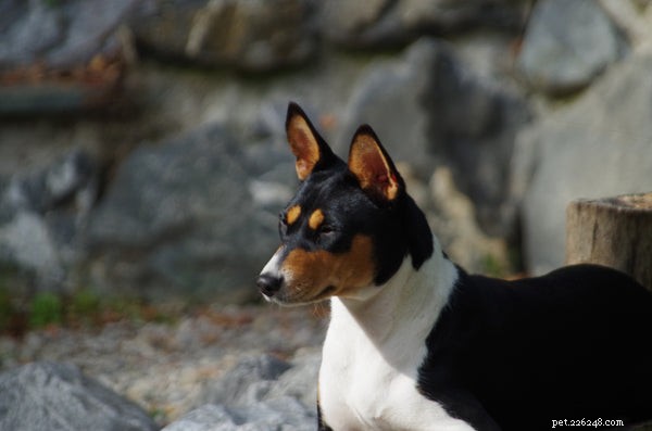 Tempérament d un chien Basenji :ce que les amoureux des chiens doivent savoir