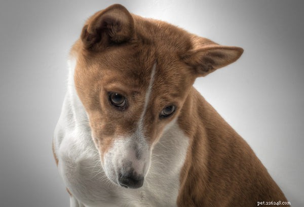Temperament van een Basenji-hond:wat hondenliefhebbers moeten weten