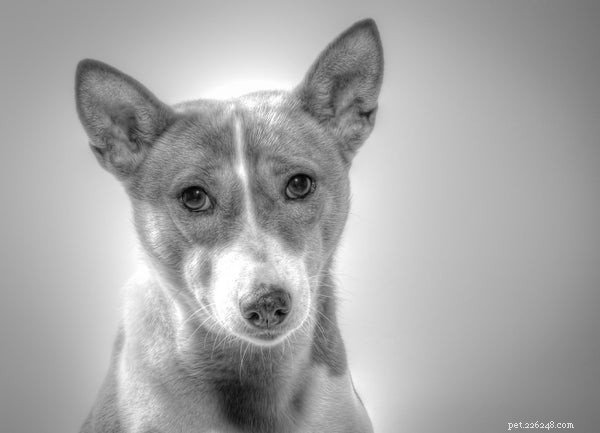 Temperamento de um cão Basenji:o que os amantes de cães devem saber