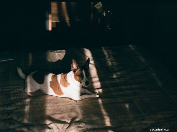 バセンジー犬の気質：犬愛好家が知っておくべきこと 