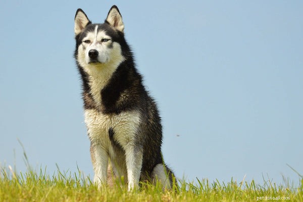 Vida do Husky:Como Prolongar a Vida do Seu Cão Através de Boas Práticas de Cuidados