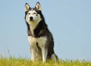 Délka života husky:Jak prodloužit život svého psa pomocí správných postupů péče