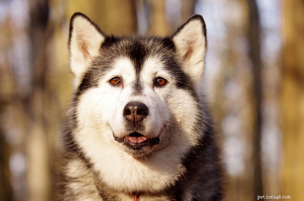 Husky-levensduur:hoe u de levensduur van uw hond kunt verlengen door goede zorgpraktijken