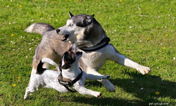Vida do Husky:Como Prolongar a Vida do Seu Cão Através de Boas Práticas de Cuidados