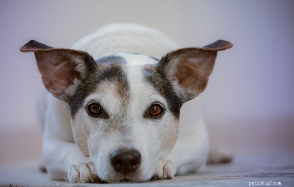 Тестирование на аллергию у собак:что вам нужно знать
