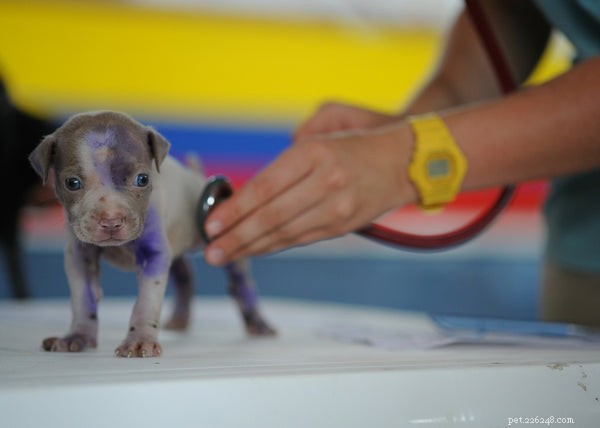 Hundallergitestning:Vad du behöver veta