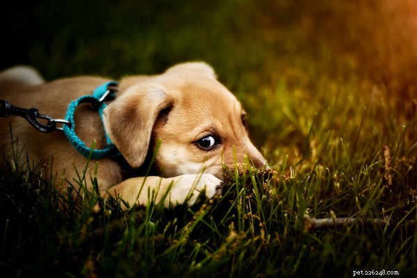 Leiband Een puppy trainen:alles wat je moet weten