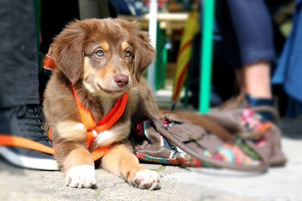 Treinando um cachorro com trela:tudo o que você precisa saber