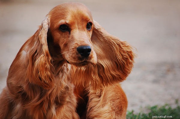 コッカースパニエル犬：この犬の品種を知る 