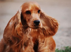 Кокер-спаниель:знакомство с этой породой собак
