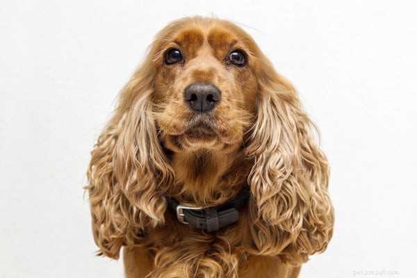 コッカースパニエル犬：この犬の品種を知る 