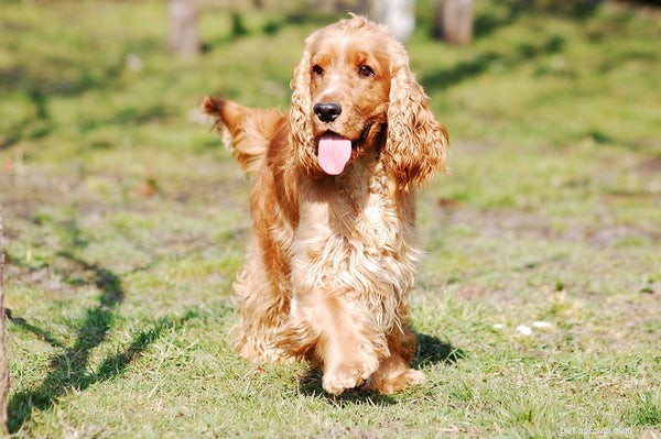 Cão Cocker Spaniel:Conhecendo esta raça de cães