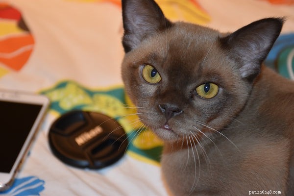 Personalidade do gato birmanês:tudo o que os torna especiais