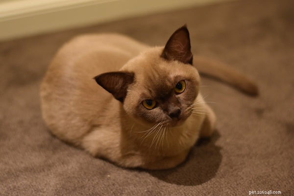 Personalidade do gato birmanês:tudo o que os torna especiais