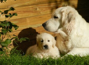 Собаки для хороших семей:познакомьтесь с этими породами