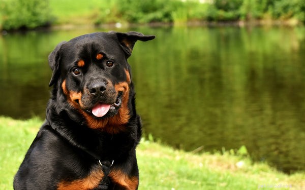 Good Family Dogs：Get to Know these Breeds