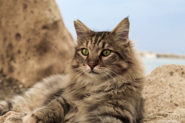 Soorten kattenrassen:leer ze kennen