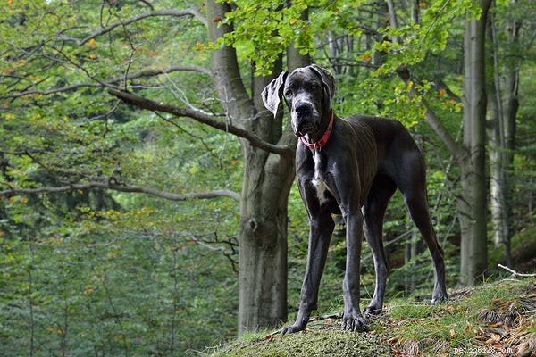 Самые большие породы собак в мире