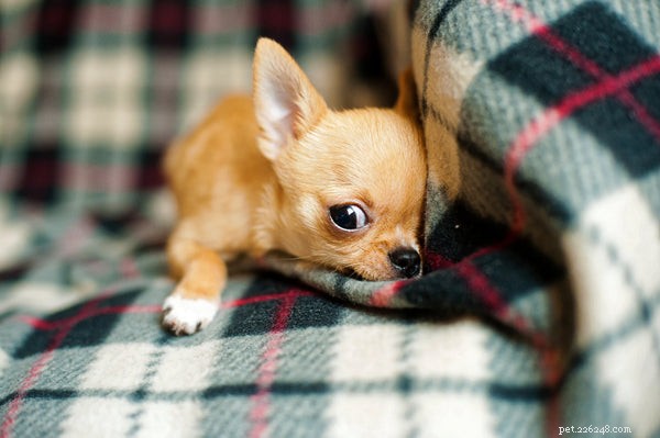 Chihuahua-adoptie:weet deze dingen