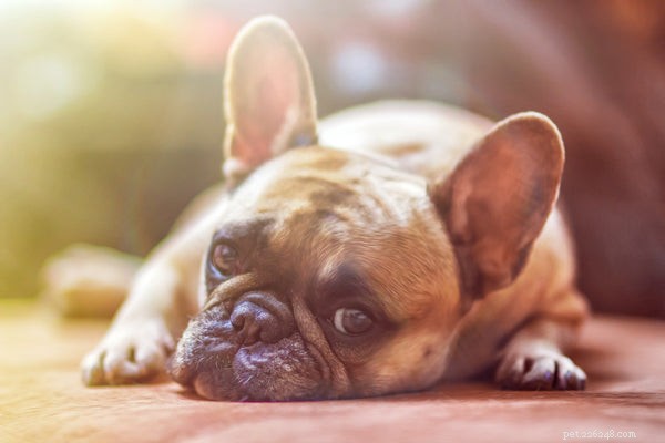 Hondenreanimatie:wat u moet weten over deze levensreddende maatregelen