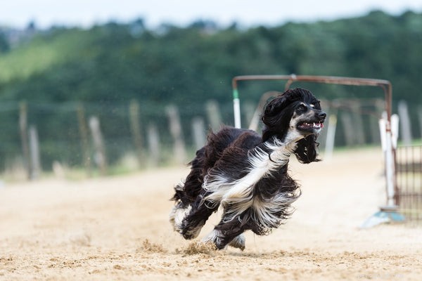 Soorten jachthonden:wat u moet weten over deze hondengroep