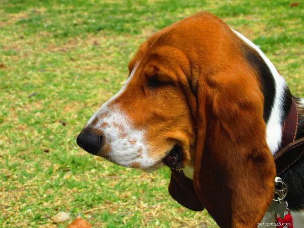 Soorten jachthonden:wat u moet weten over deze hondengroep