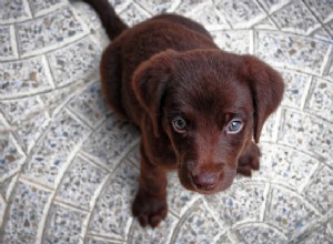 Hlídání psů:Co potřebujete vědět