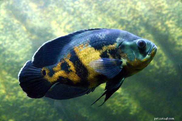 Noms de poissons de compagnie :noms uniques à donner à votre nouveau poisson de compagnie