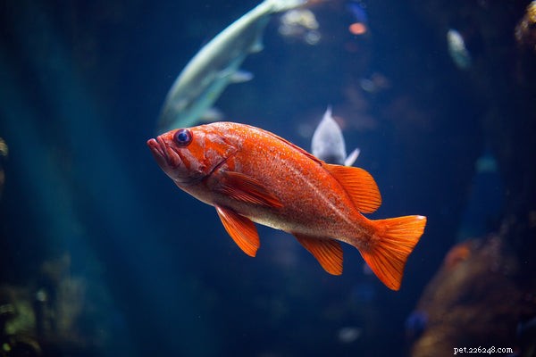 Sällskapsfisknamn:unika namn att ge din nya husdjursfisk