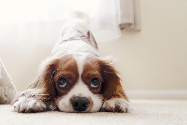 Pokousání psem:Co potřebujete vědět
