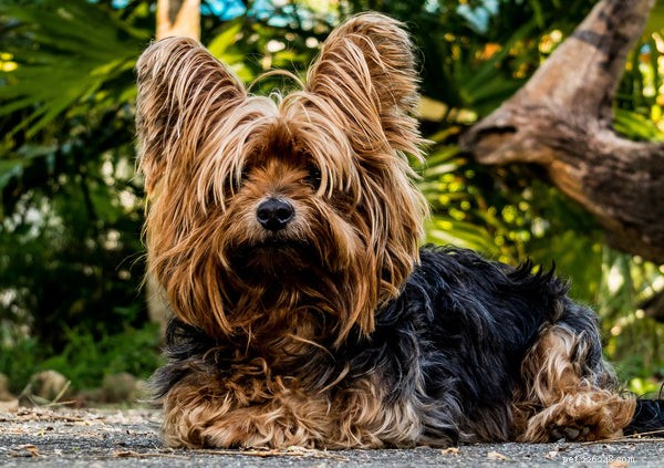 Cucciolo di Yorkshire Terrier:cura e temperamento