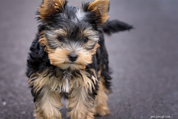 Yorkshire Terrier-puppy:verzorging en temperament