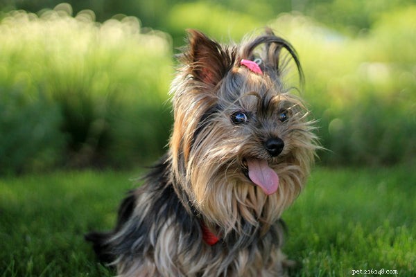 Cucciolo di Yorkshire Terrier:cura e temperamento