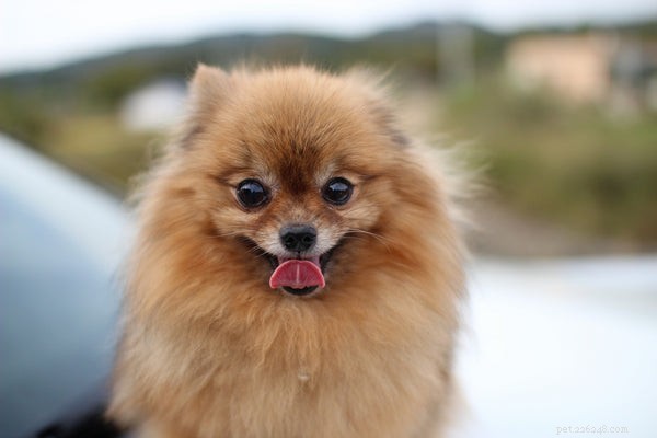 Mini Pommeren:belangrijke feiten over deze kleine hond