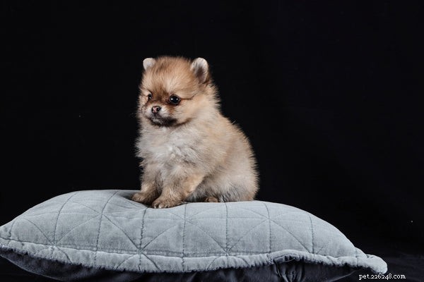 Mini Lulu da Pomerânia:fatos importantes sobre este pequeno cão