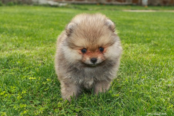Mini Pomeranian:Viktiga fakta om denna lilla hund