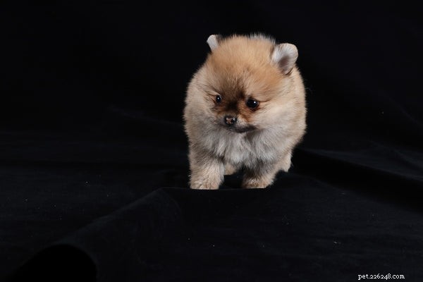 Mini Pomeranian:Viktiga fakta om denna lilla hund