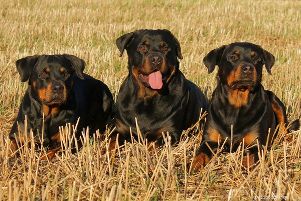 Temperamento de Rottweiler:saiba disso antes de adotar
