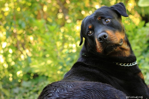 Rottweiler-temperament:vet detta innan du adopterar