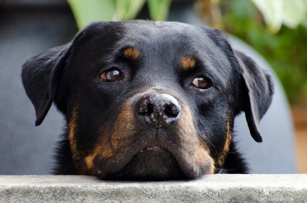 Rottweiler-temperament:weet dit voordat je adopteert