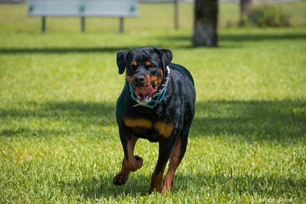 Tempérament du Rottweiler :sachez-le avant d adopter