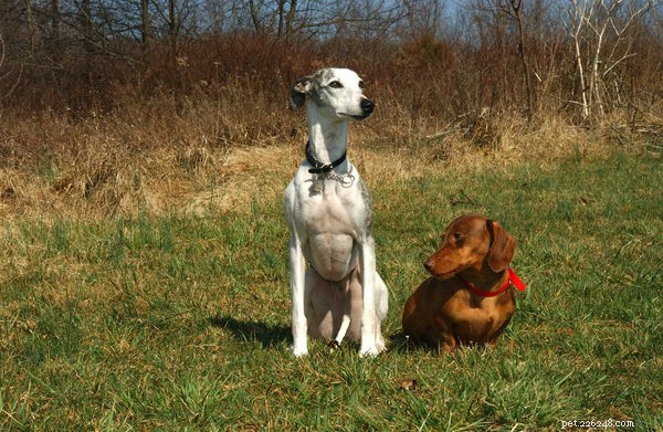 Whippet Dog:leer meer over dit speciale ras
